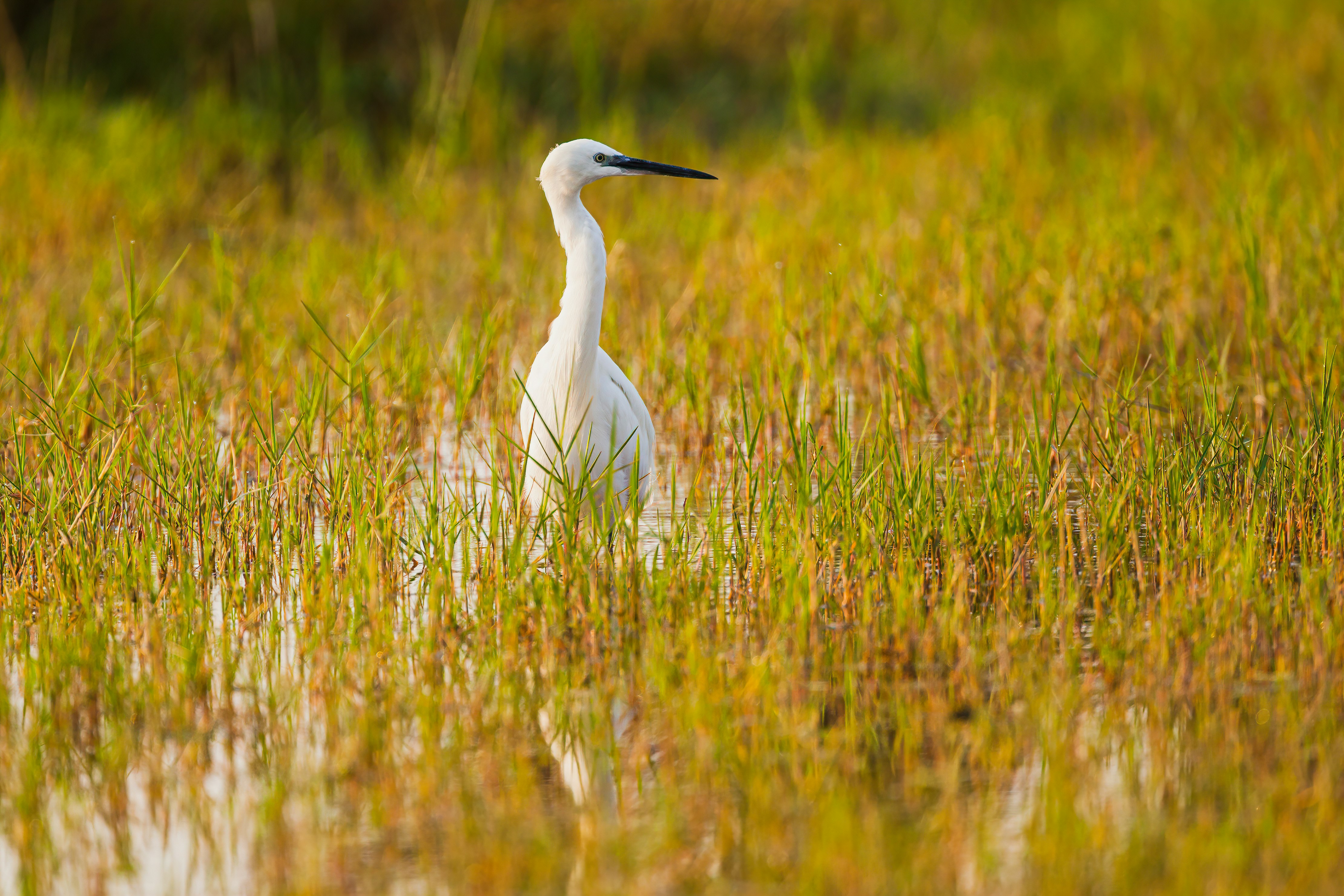 white bird on green grass field during daytime